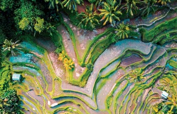 converge-impact-missions-internship-opportunity-spice-islands Indonesia