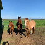 horses-by-barn