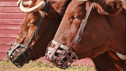 Muzzled Oxen